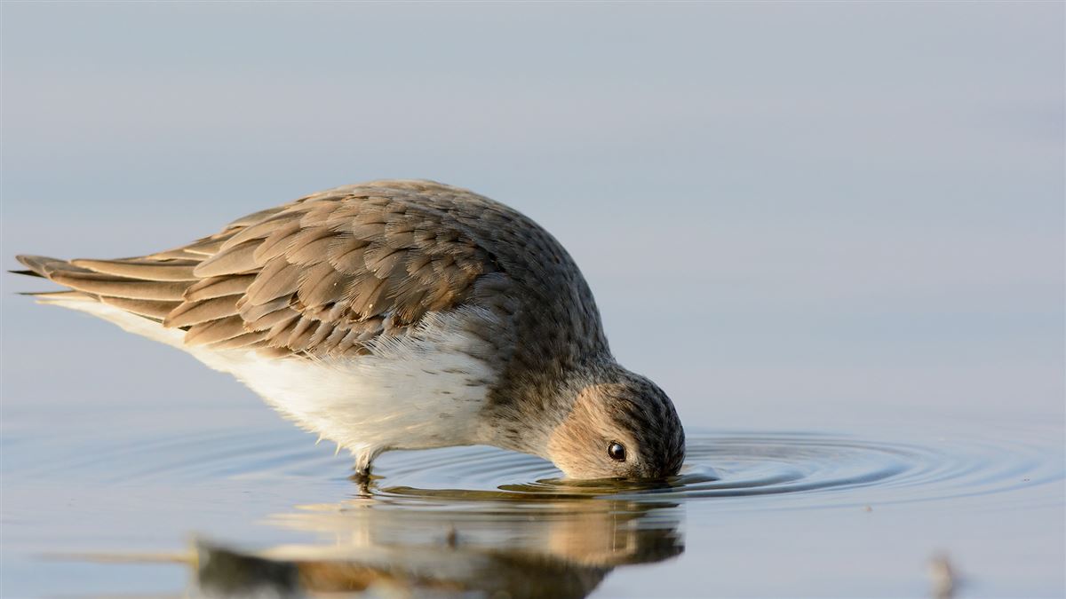 Dunlin