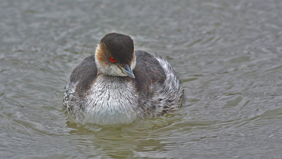 Black-necked Grebe
