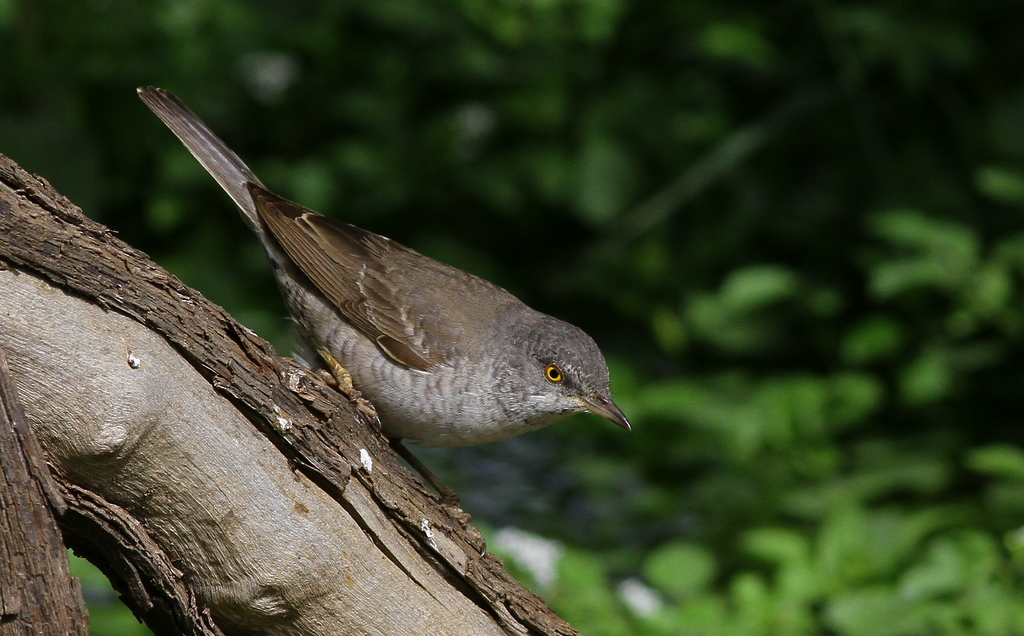 Barred Warbler