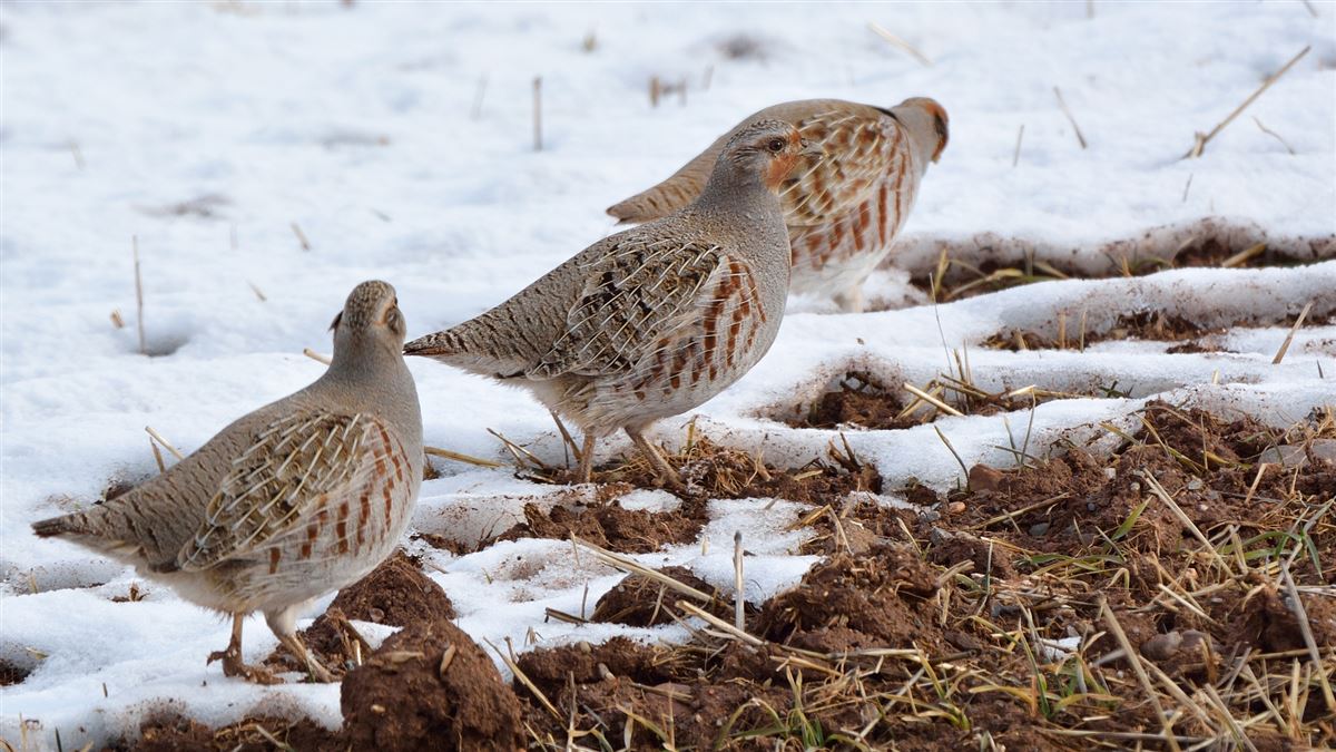 Grey Partridge