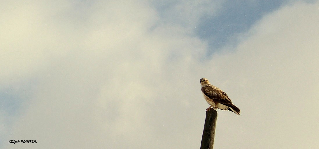 Long-legged Buzzard