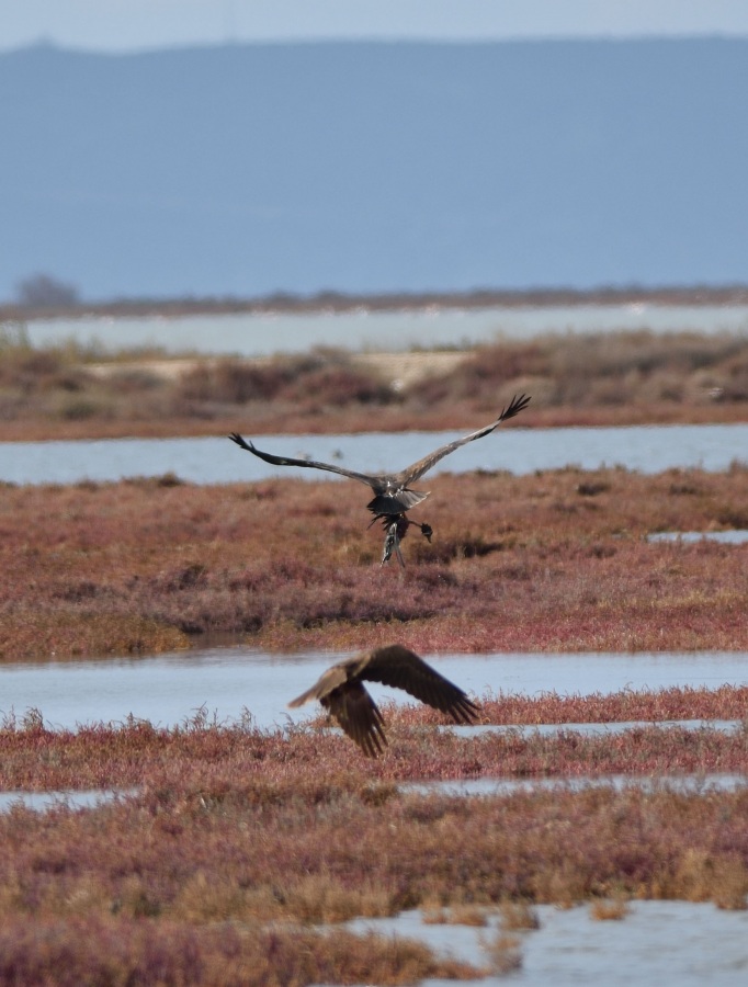 Greater Spotted Eagle