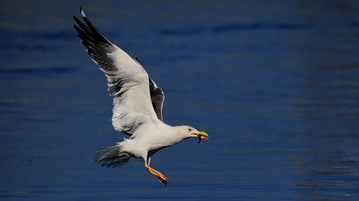 Lesser Black-backed Gull