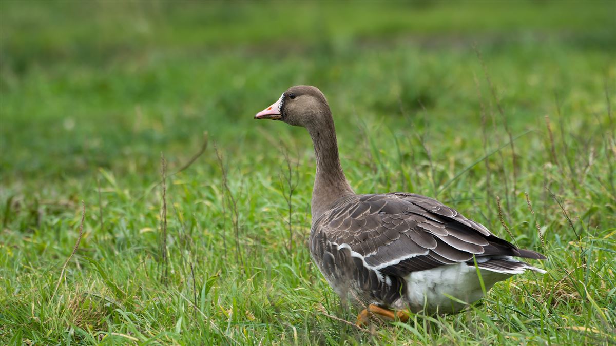 Greater White-fronted Goose