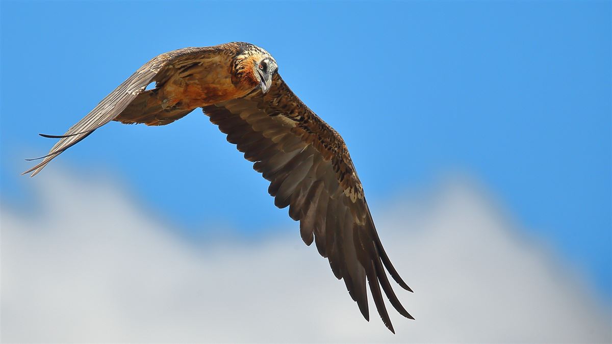 Bearded Vulture