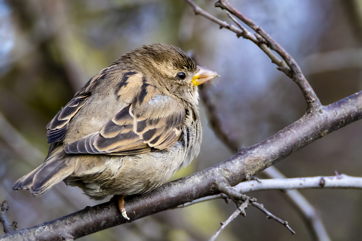 House Sparrow