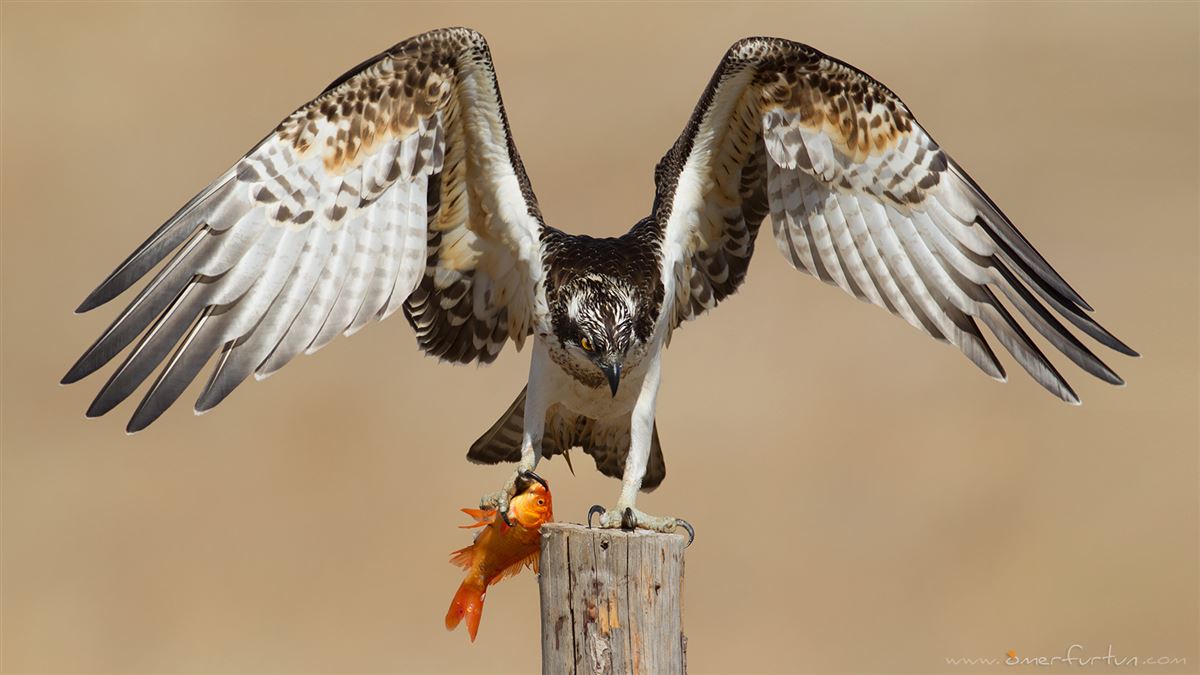 Osprey