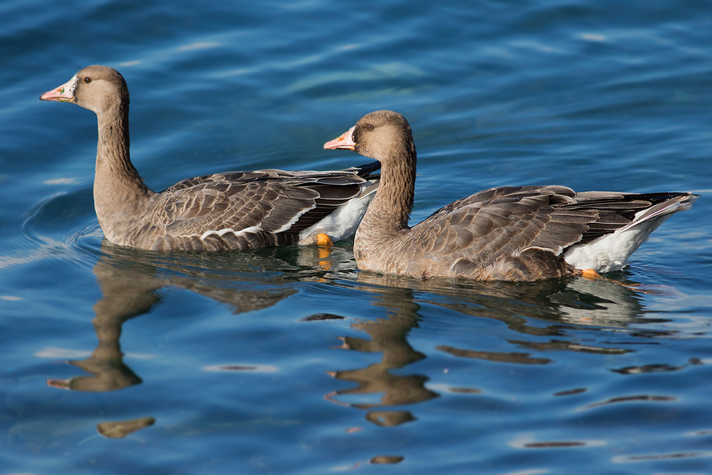 Greater White-fronted Goose