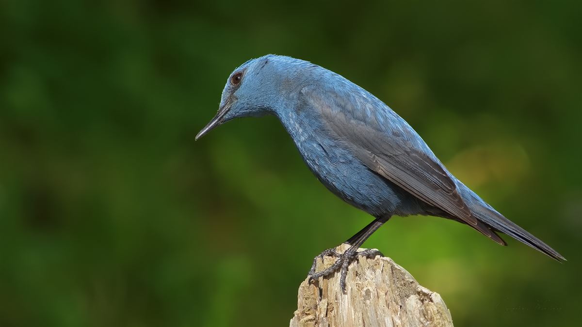 Blue Rock Thrush