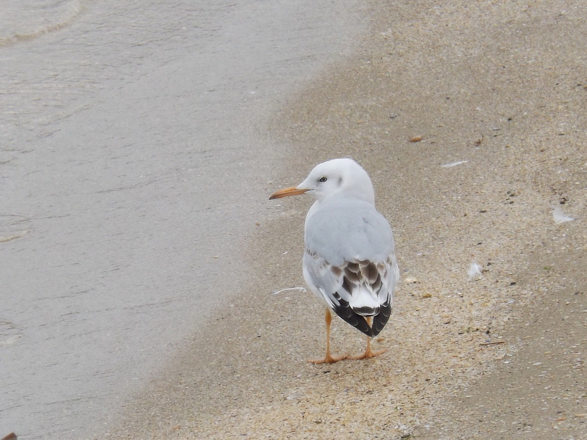 Slender-billed Gull