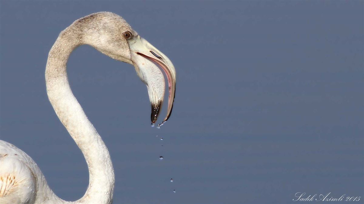 Greater Flamingo