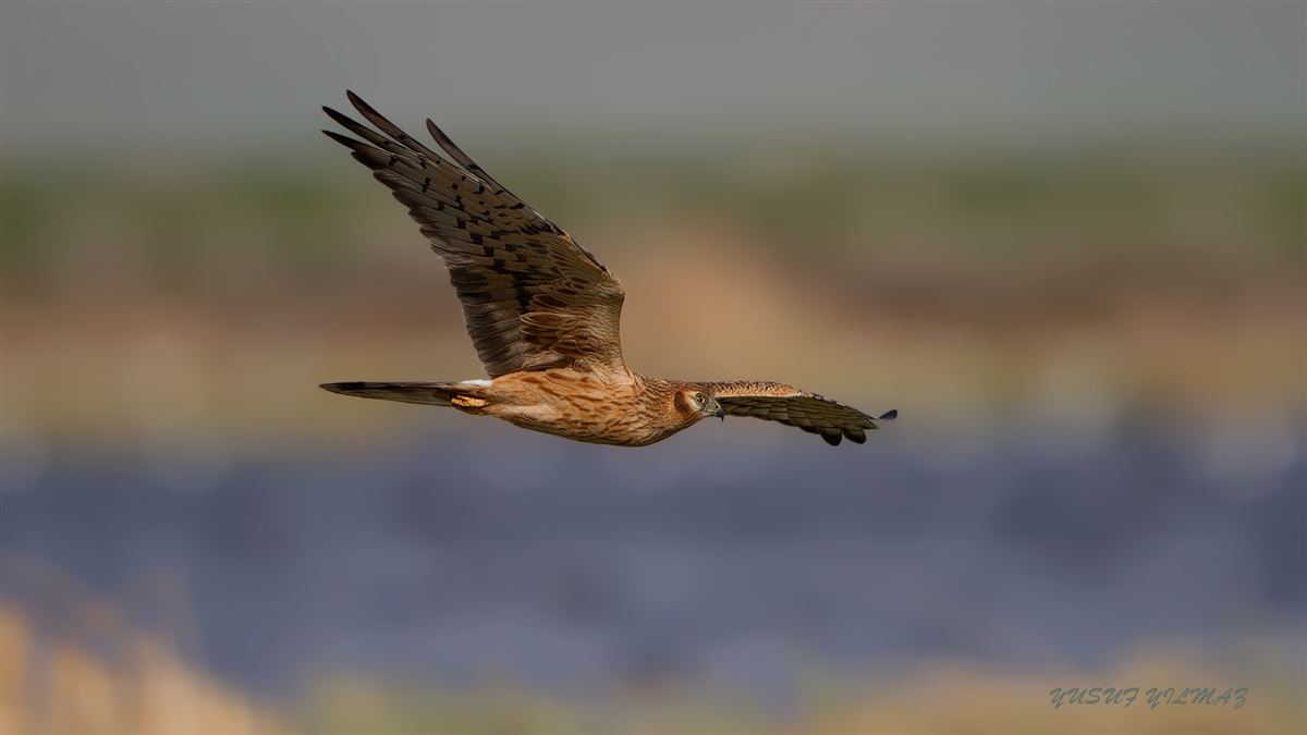 Montagu`s Harrier