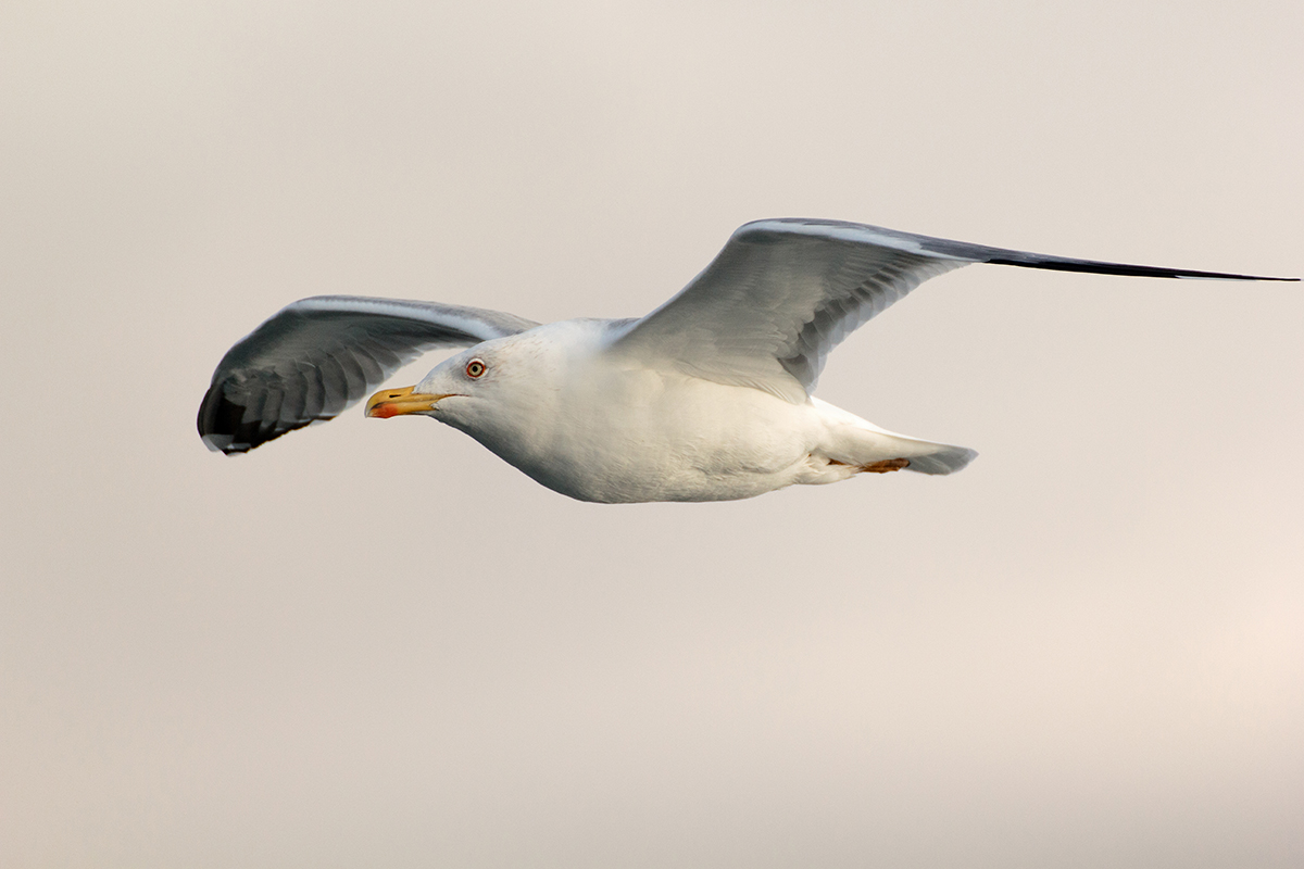 Yellow-legged Gull