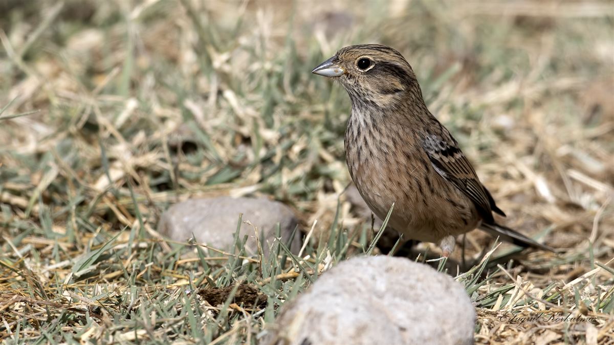 Rock Bunting