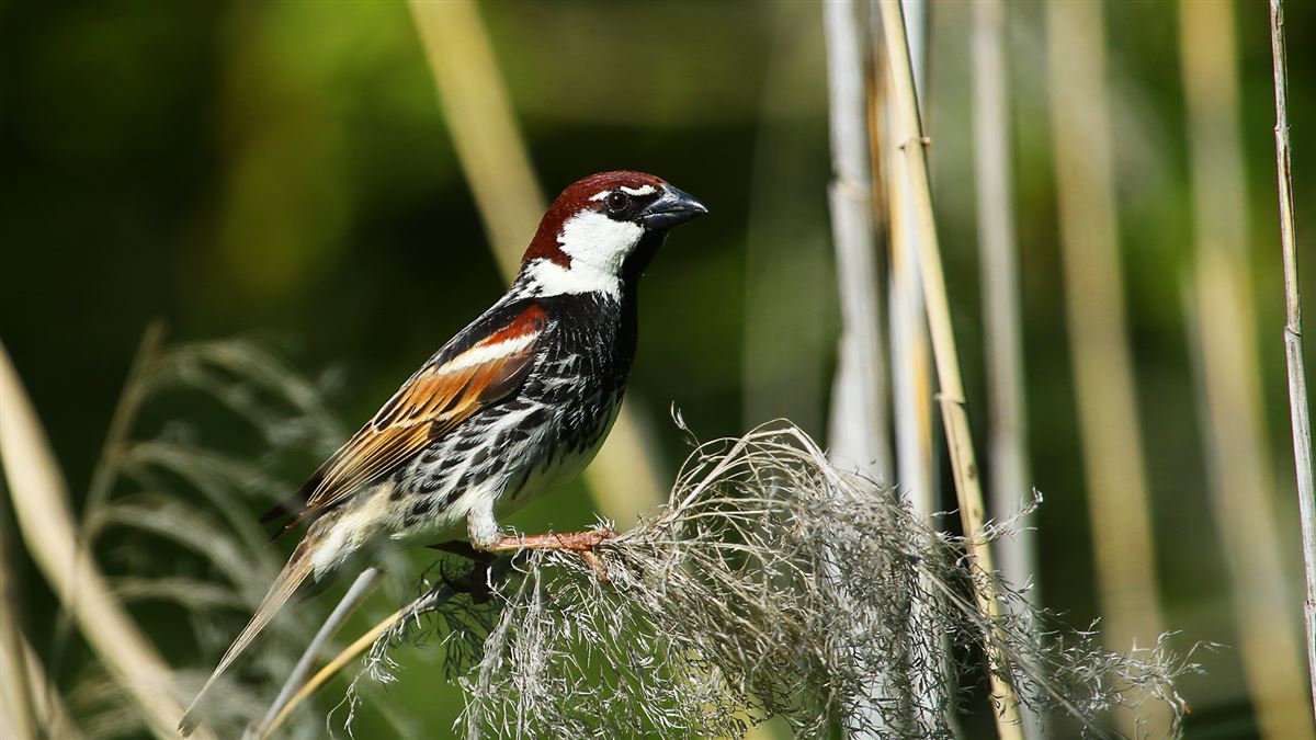 Spanish Sparrow