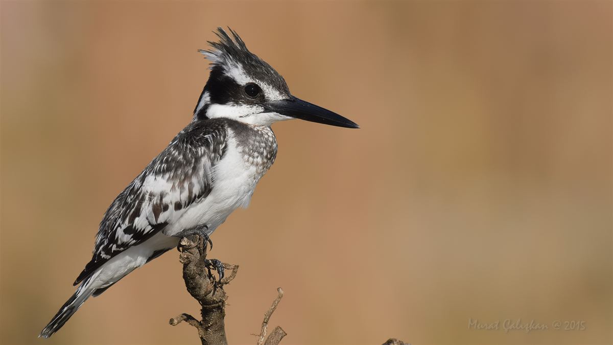 Pied Kingfisher