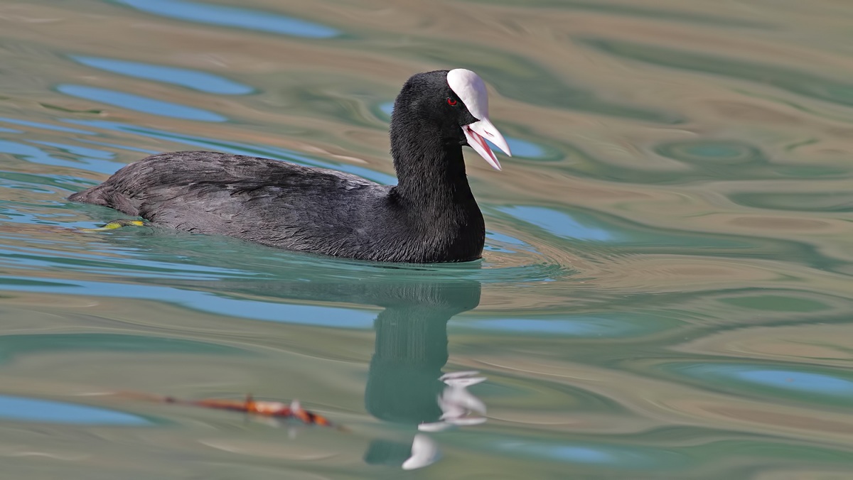 Eurasian Coot