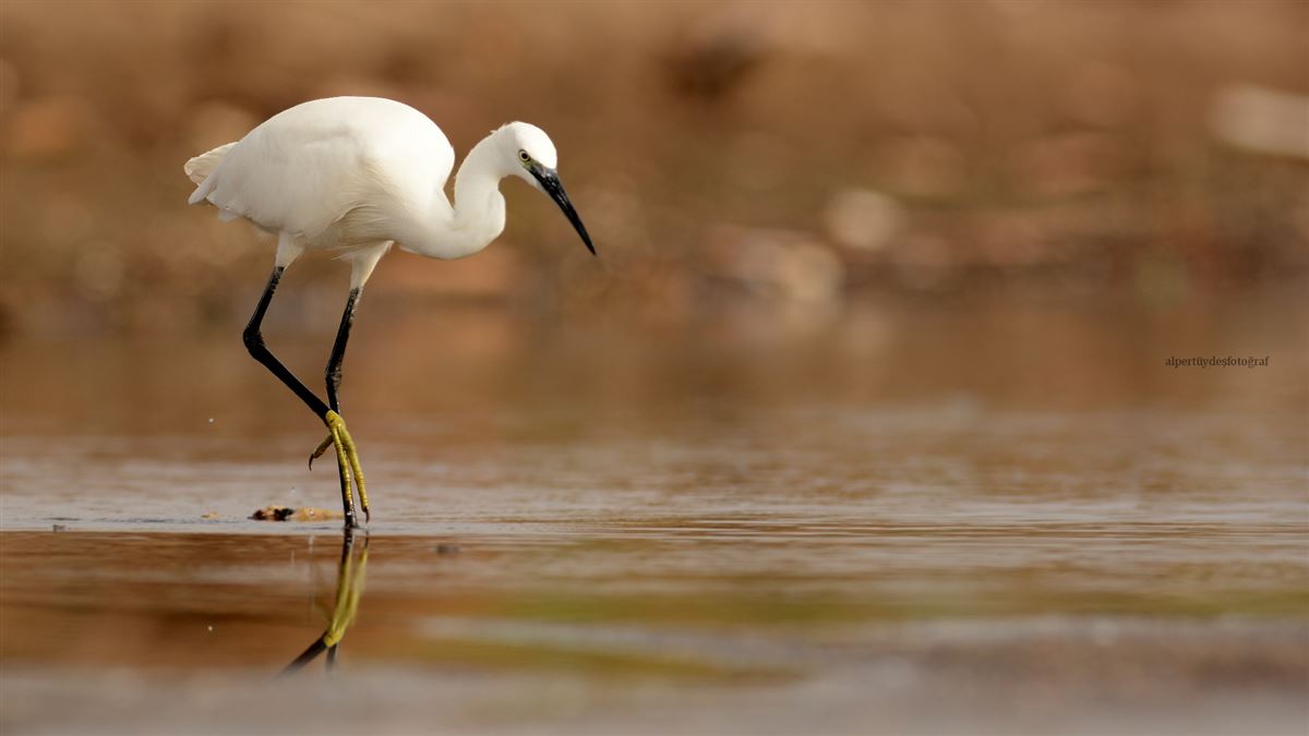 Little Egret