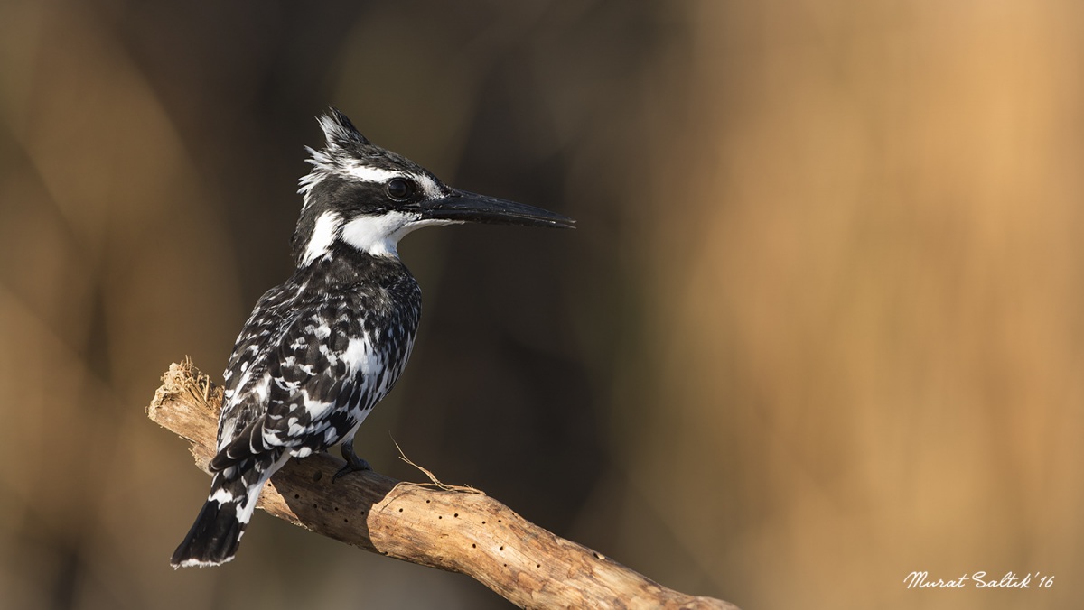 Pied Kingfisher