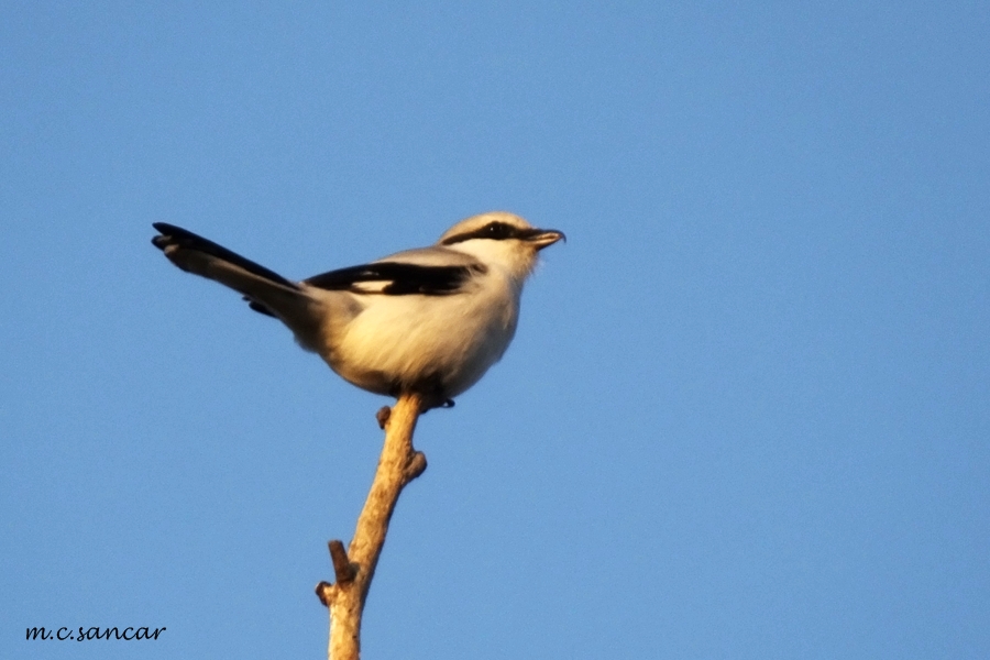 Great Grey Shrike