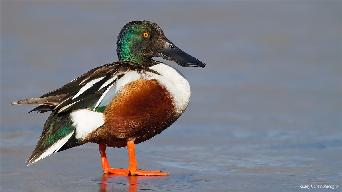 Northern Shoveler