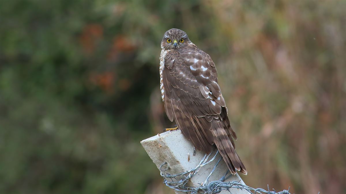 Eurasian Sparrowhawk