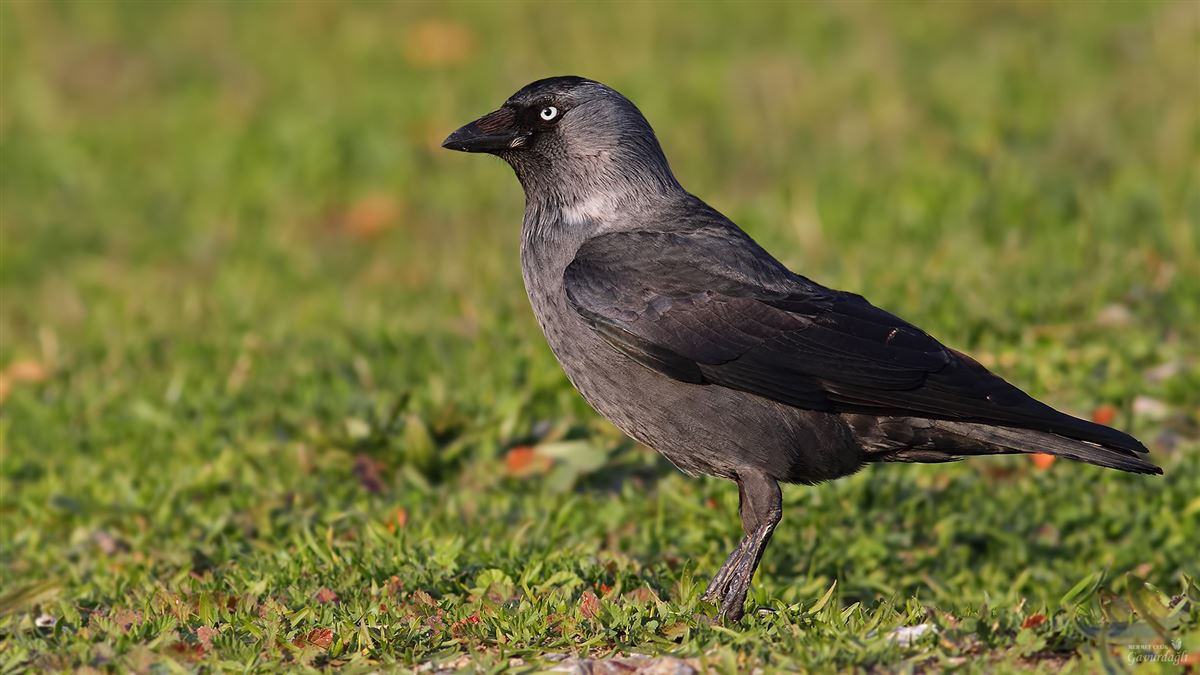 Western Jackdaw