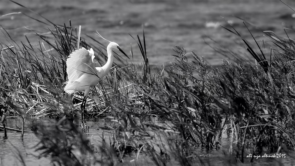 Little Egret