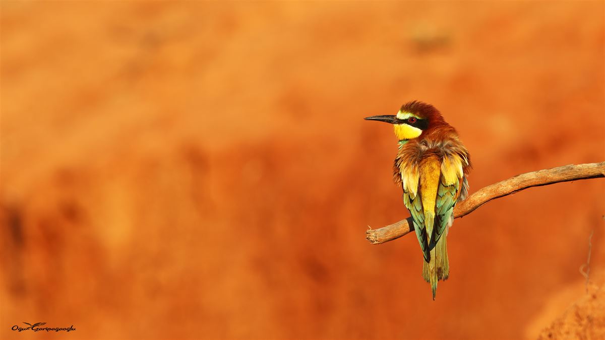 European Bee-eater