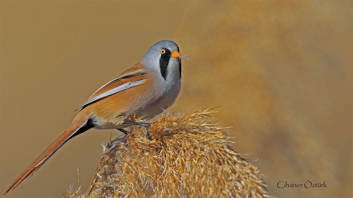 Bearded Reedling