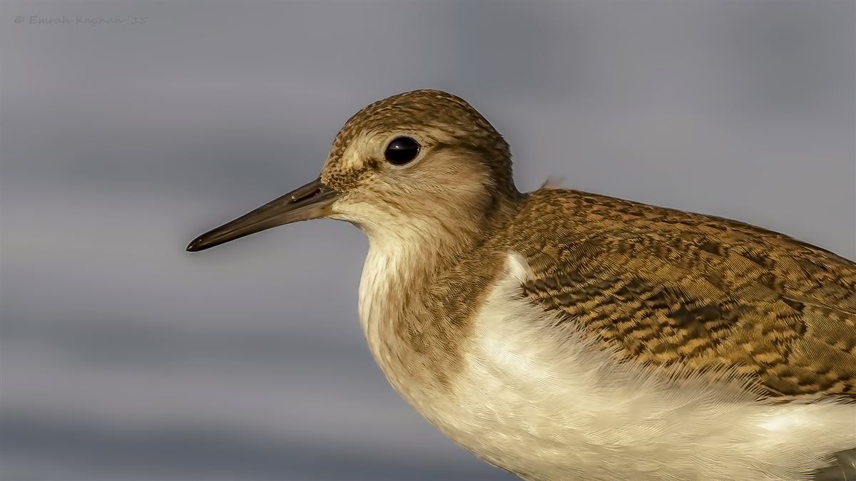 Common Sandpiper