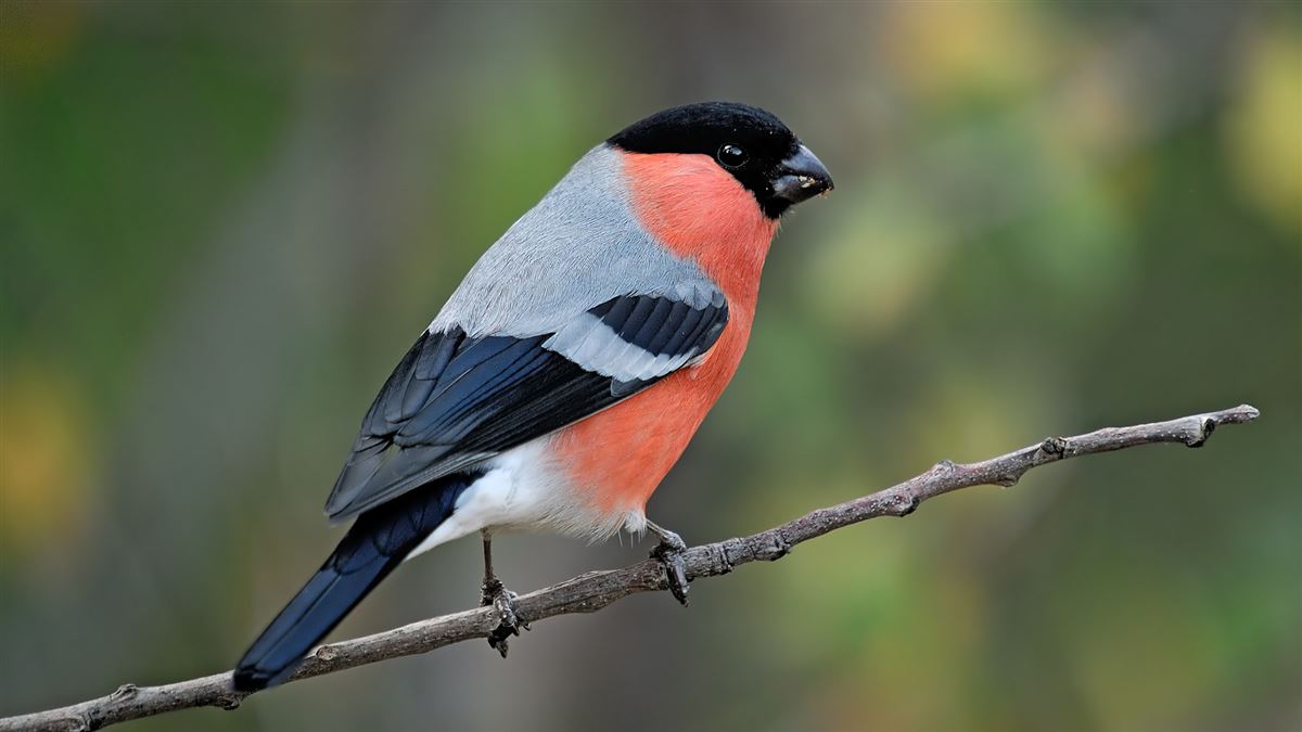 Eurasian Bullfinch
