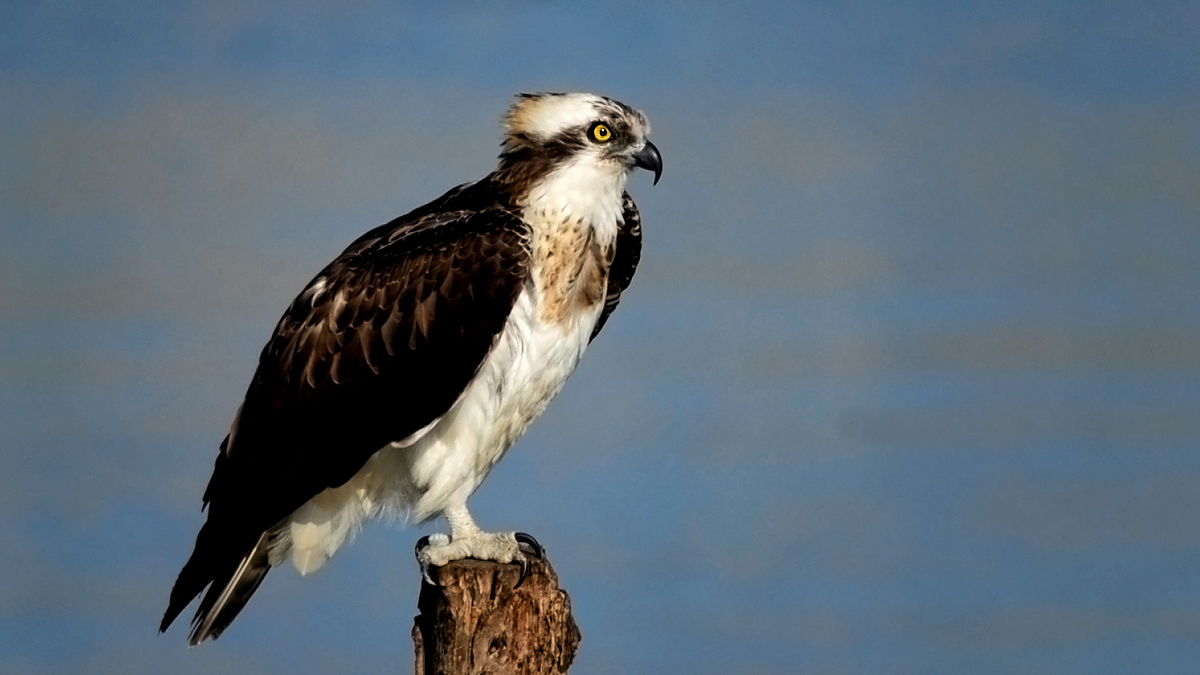 Osprey