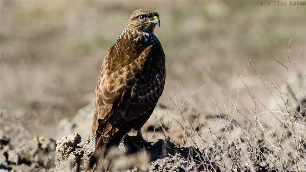 Common Buzzard
