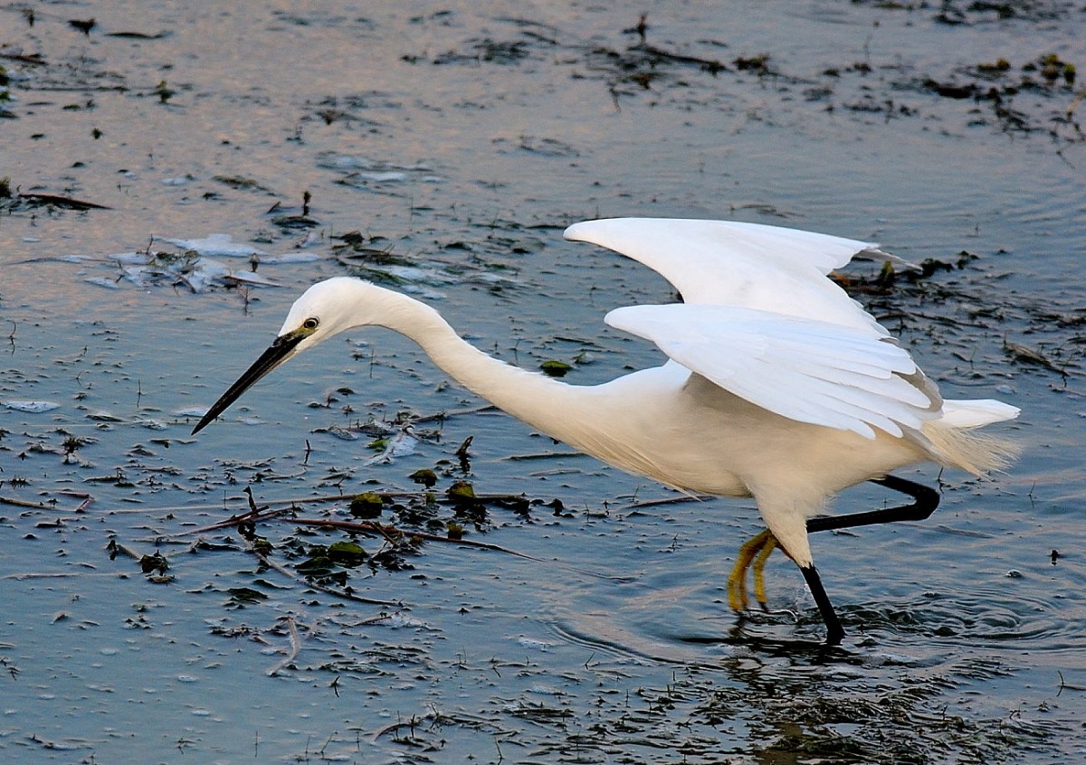 Little Egret