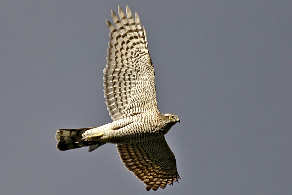 Eurasian Sparrowhawk