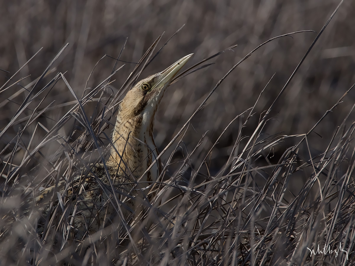 Eurasian Bittern