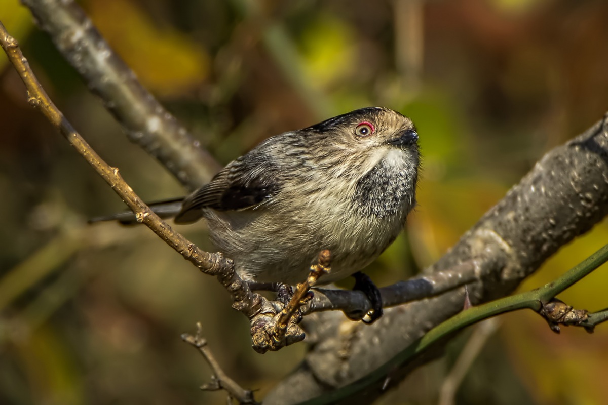 Long-tailed Tit