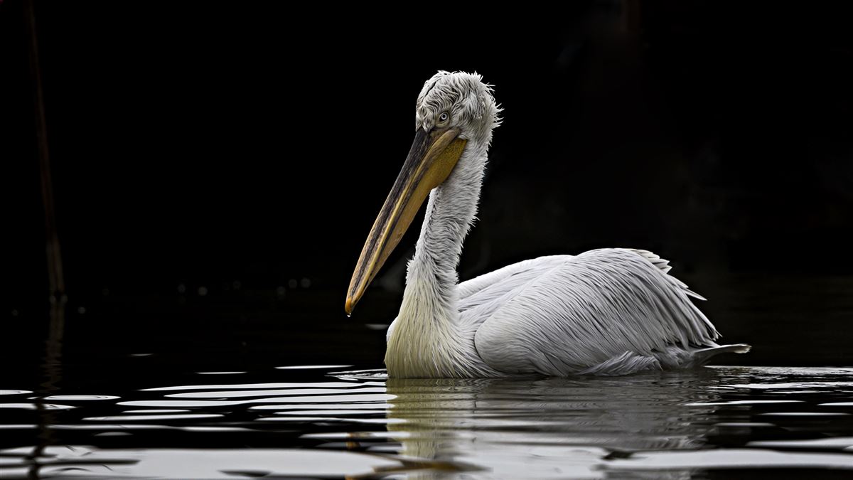 Dalmatian Pelican