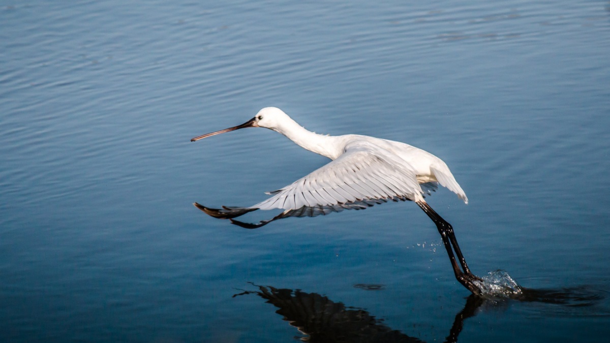 Eurasian Spoonbill