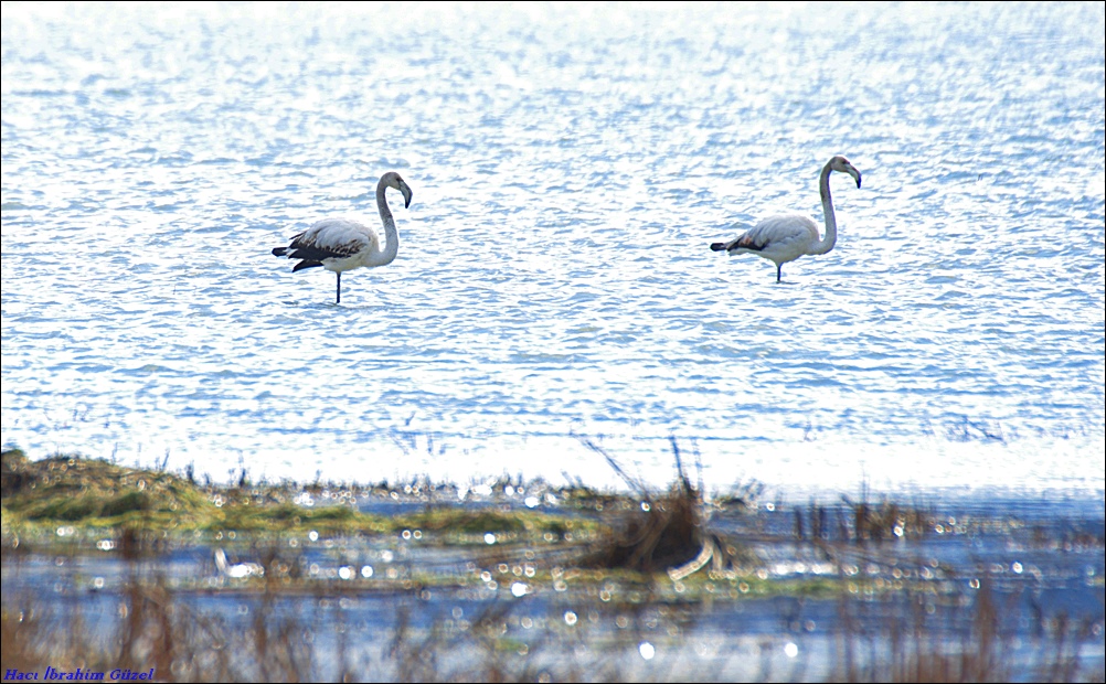 Greater Flamingo