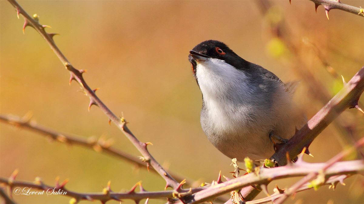 Sardinian Warbler