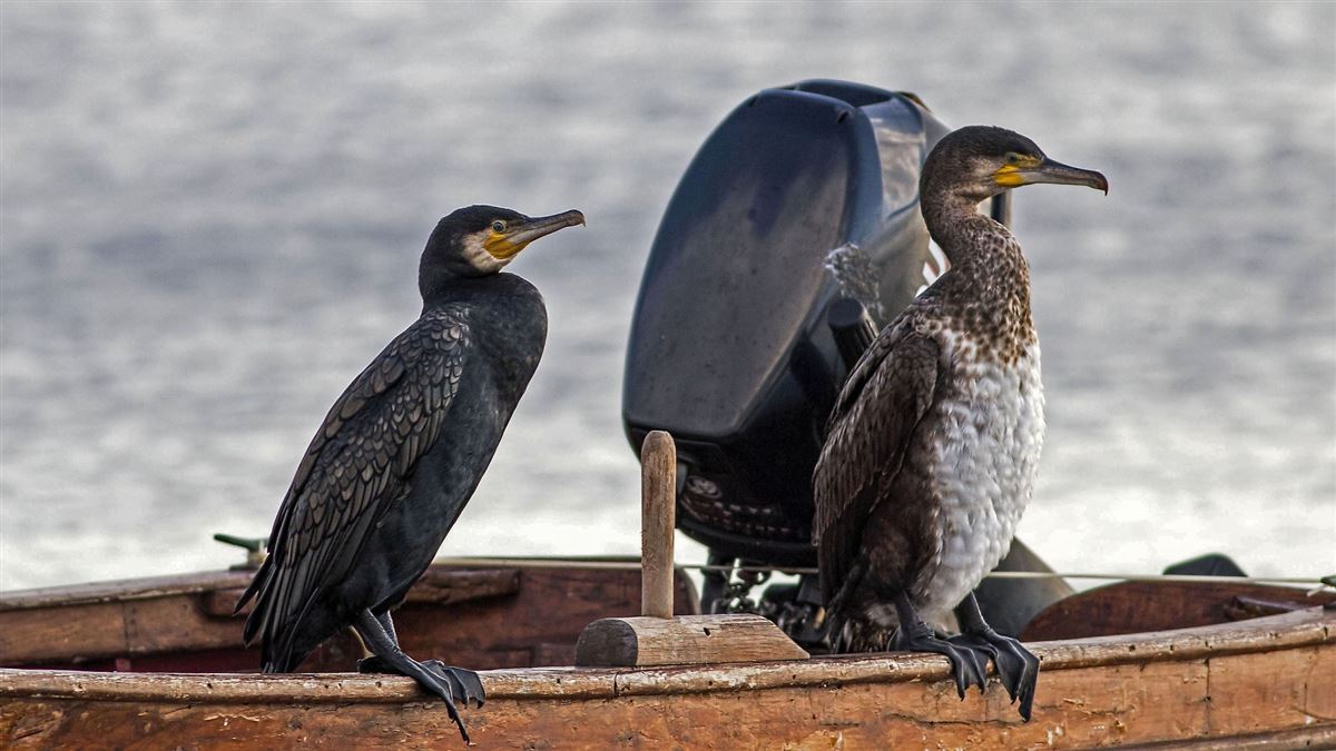 Great Cormorant