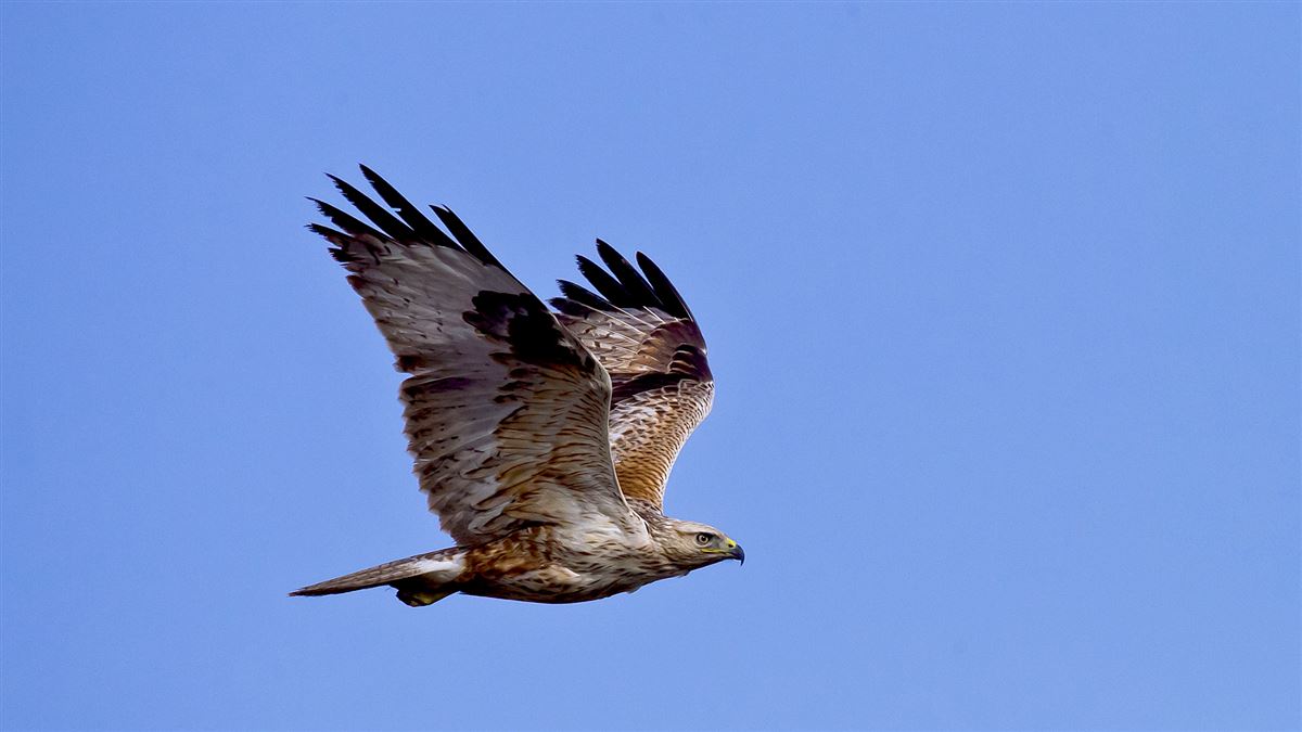 Long-legged Buzzard