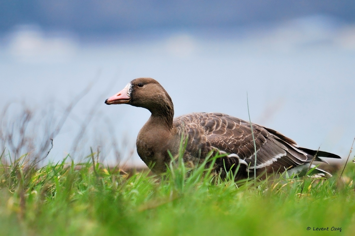 Greater White-fronted Goose