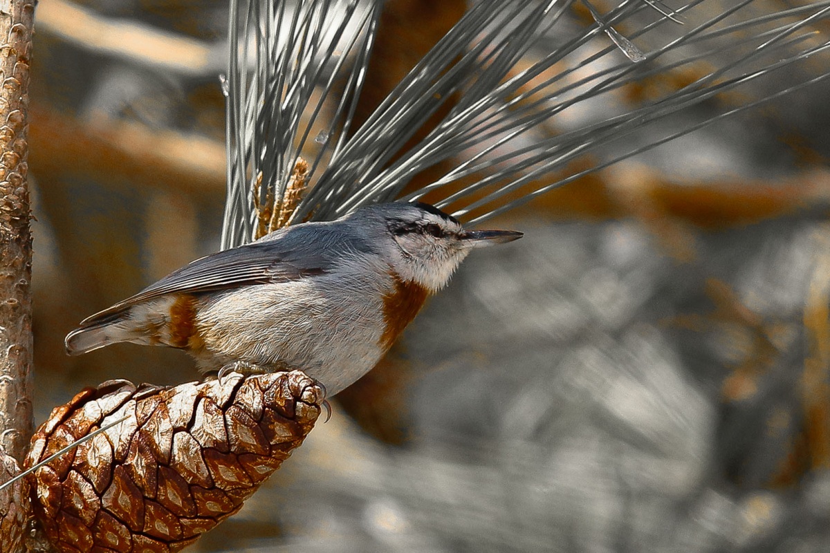 Krüper`s Nuthatch