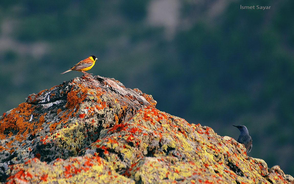 Black-headed Bunting