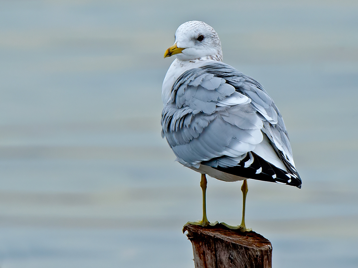 Common Gull
