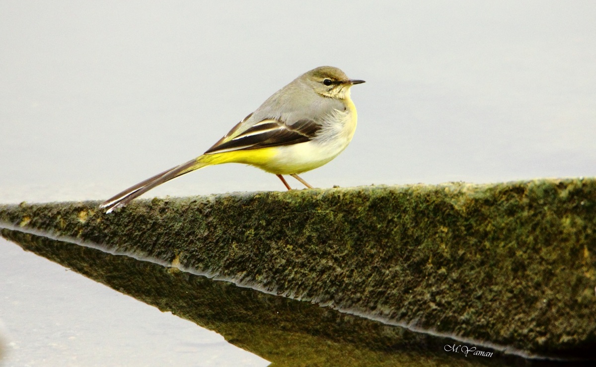 Grey Wagtail