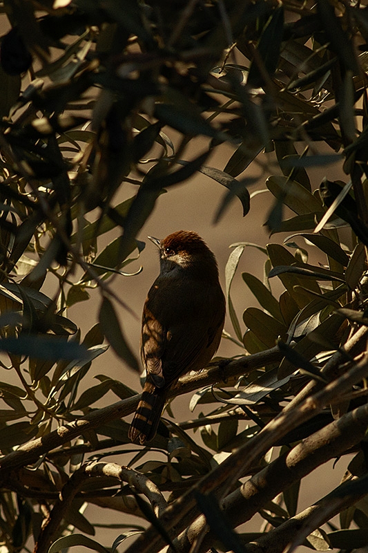 Eurasian Blackcap
